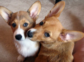 Ten Puppies Cause Cute Chaos All Over - So Adorable :)