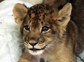 Baby Lion Learning to Roar May Be the Cutest Thing Ever - Aww!
