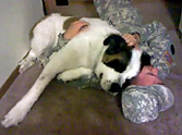 Huge St Bernard Gives a Loving Welcome Home to Daddy - This is Great
