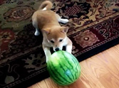 Cute Puppy Versus a Watermelon - This Will Make Your Day!