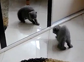 Cute Kitty Battles Himself in the Mirror - Who Will Win?!