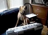 Meet the Dog that Sings and Plays Keyboard - Cute and Funny Video