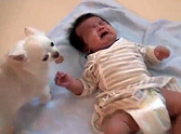 Caring Dog Tries to Comfort a Crying Baby with a Cookie - LOL, Click Here!