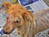 Dog on the Brink of Death Gets a Touching Rescue