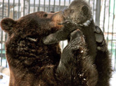 Father Bear Cuddles With His Cub - So Heartwarming