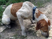 A Must See Rescue of a Dying Dog Abandoned on a Mountain - Click Here