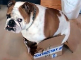 Bulldog Decides a Small Box is Just the Right Size - Hilarious Video