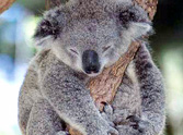 What Happens to this Trapped Koala Bear Will Melt Your Heart - Check It Out 