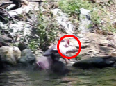 You Will Not Believe What Saves This Drowning Goat - Unbelievable