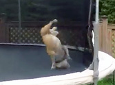 What this Bulldog Does on a Trampoline Will Make Your Day - LOL!
