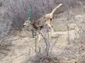 Poor Deer Trapped in a Fence Gets Some Help - Watch the Video