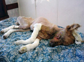 They Found This Dog With a Mutilated Face - But Watch What Happens Next