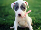 This Beautiful Pitbull Puppy Will Give You the Biggest Smile - Check Her Out!