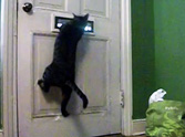 Just Watch What This Cat Does When the Mail Comes - LOL