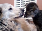 What This Lamb and Dog Do Will Make You Smile - Awww :)