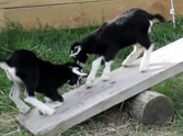 One Day Old Baby Goats Discover a See Saw - Watch What They Do!