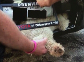 Amazing Miracle - Dog Survives in the Grill of a Car for Miles!