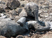 Daring Rescue of a Doomed Baby Elephant and Its Mother - a Must See Rescue