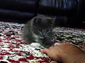 Shy Kitten Learns How to Play with his Owner - Aww, Too Cute!