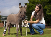 Tiny Donkey Foal Gets a Little Help From her Friends - See How!