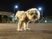 Abused Three Legged Dog Gets Saved by a Guardian Angel - a Must See ♥