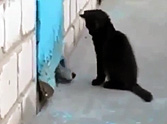 Clever Kitten Saves her Doggy Friend Stuck in a Building - This is Great!