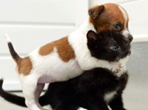 2 Abandoned Pets Become Unlikely Best Friends - So Sweet!