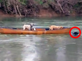 Brave Dog Rescues his Doggy Friends in a Runaway Canoe - Amazing!