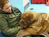 2 Orphaned Walruses Survive - Thanks to Cuddling!