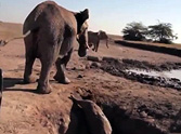 The Rescue of a Lifetime in an African Desert - a Must See!