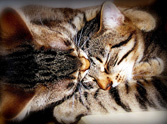 17 of the Best Pictures of Kittens Hugging