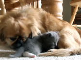 What One Dog Did for a Stray Kitten is Simply a Miracle =)