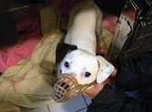 A Miracle Dog Cheats Death - You HAVE to See This!