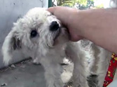 2 Brothers Abandoned in a Park Get a New Lease on Life - You Have to See This Rescue