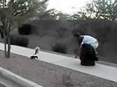 One of the Riskiest Acts of Kindness You'll See - a Skunk Rescue! =)