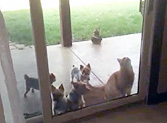 Smart Cat Helps Out his Puppy Friends in the Craziest Way - You Gotta See This