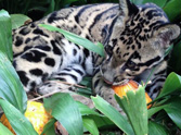 This is How a Leopard Cub Carves a Pumpkin - It's the Cutest Thing Ever!