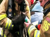 Two Firefighters Heroically Save a Cat from a Burning Home - a Great Rescue