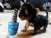 Smallest Dog in the World Will Win Your Heart - Awwww =)