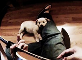 Golden Retriever Puppy Loves it When His Owner Plays Guitar - Aww!