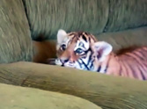 Adorable Tiger Cub Plays So Cute With Puppy - Awww!