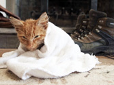 The Amazing Rescue and Recovery of Cheeto the Dying Stray Cat
