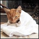 The Amazing Rescue and Recovery of Cheeto the Dying Stray Cat