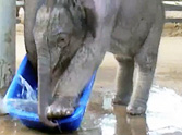Adorable Baby Elephant Plays In Water For The First Time - So Cute!    
