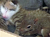 Cat Adopts an Orphaned Baby Squirrel as It's Own - He Even Purrs!