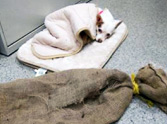 See How an Abused Dog in a Burlap Sack Gets Saved - Pets ARE NOT Disposable!