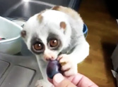 This Slow Loris is the Most Darling Animal on the Internet - You HAVE to See One!