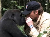 Man Reunites With Wild Gorilla He Raised - a Touching Moment  