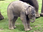 Cute Baby Elephant Tries To Take First Steps - See What He Does :)