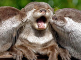 Excited Otters Are Too Cute - You've Never Seen Anything Like This!